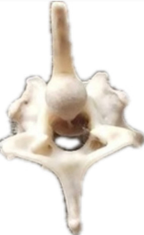 Cottonmouth Snake Vertebrate