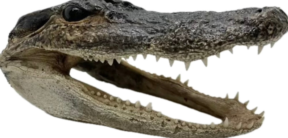 Gator Head