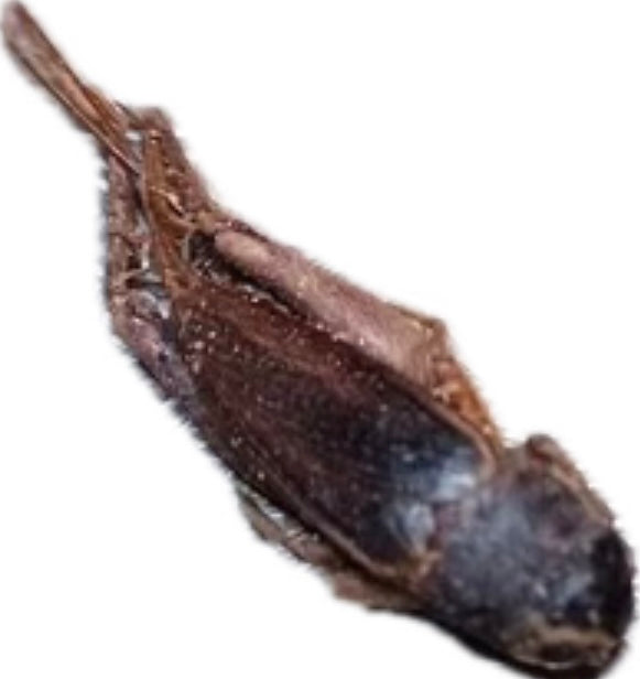 Dried Cricket