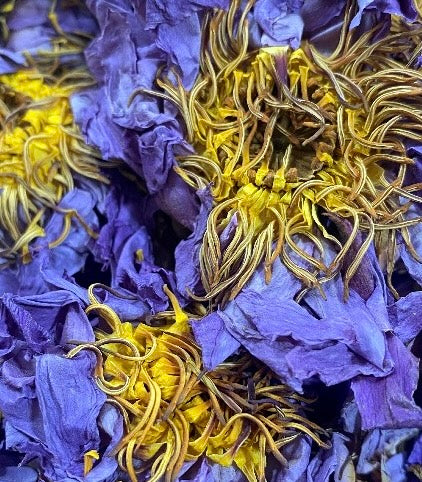Blue Lotus