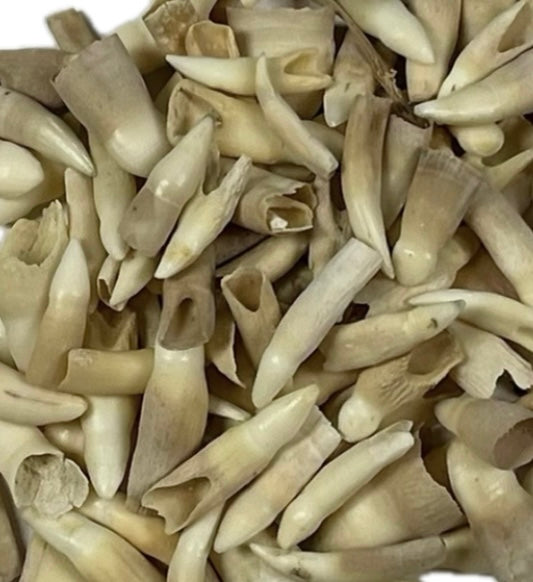 Alligator teeth