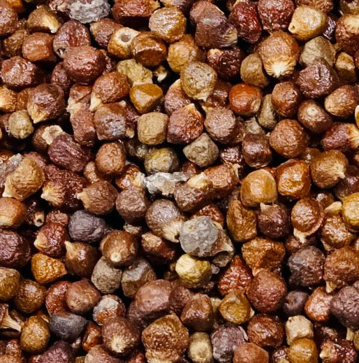Grains Of Paradise