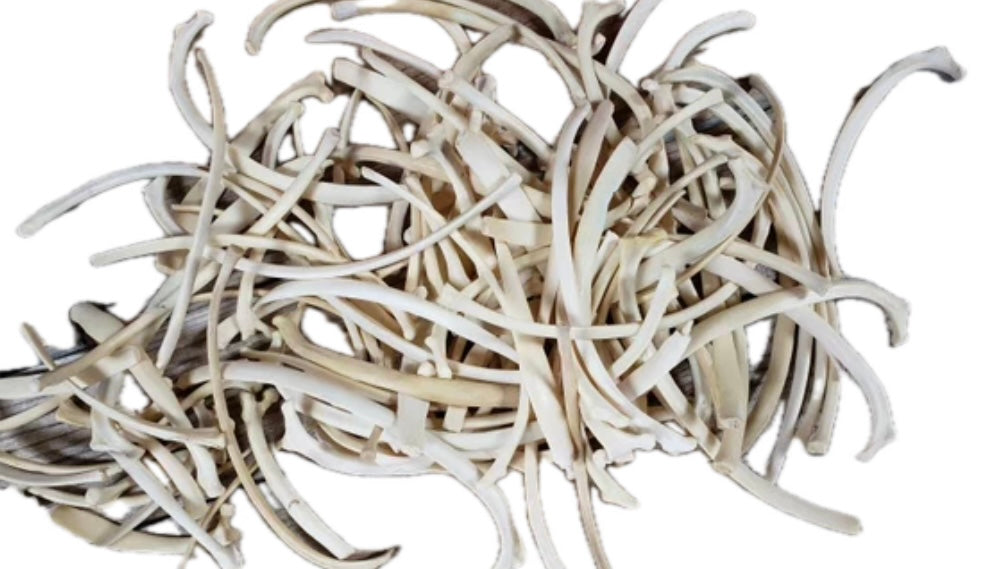Cayote Rib Bone