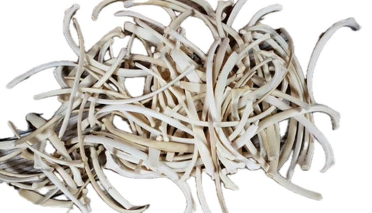 Cayote Rib Bone