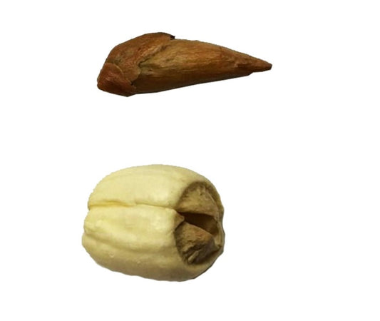Adam And Eve Root
