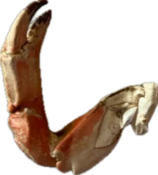Crab shell Claw