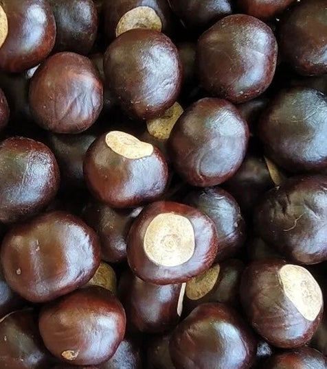 Buckeye